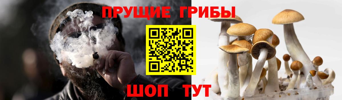 Псилоцибиновые грибы GOLDEN TEACHER Дюртюли